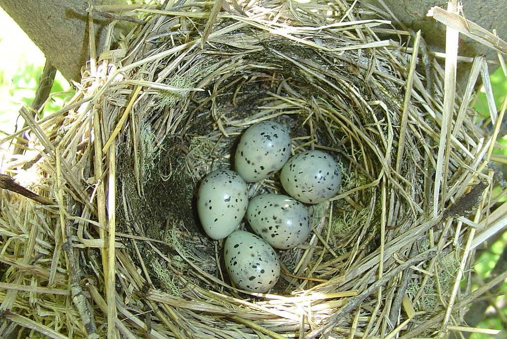 Cedar Waxwing-eggs by Field Notes - Rich Mooney is licensed under CC BY-NC-ND 2.0